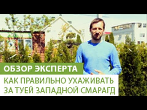 Как правильно ухаживать за туей западной Смарагд