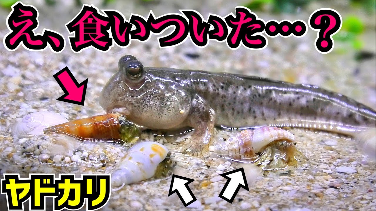 トビハゼの水槽にヤドカリを入れると…