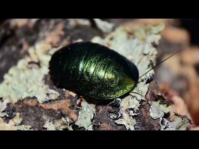 How to keep the most beautiful cockroach in the world - YouTube