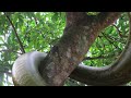 Beginning of video