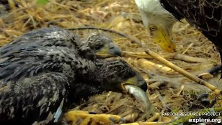 🦅Decorah North🐥🐥Small fish lunch, DN17 swallows it whole! Very wet day for the eaglets! Apr 28 2024