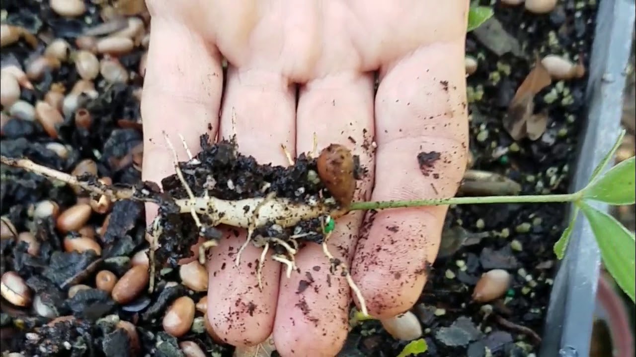 How to Grow Cycads from a seed YouTube