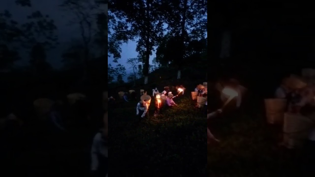 Unveiling the Magic: Moonlight Tea Plucking in Makaibari,  