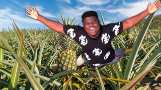 Inside The Biggest Pineapple Farm In Ghana 🇬🇭 screenshot 4