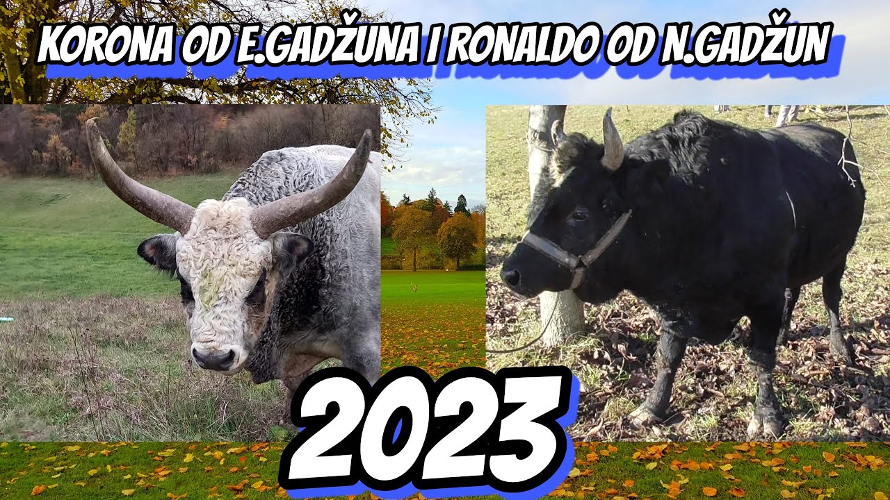 KORONA OD E.GADŽUNA I RONALDO OD N.GADŽUN 2023 KORIDA