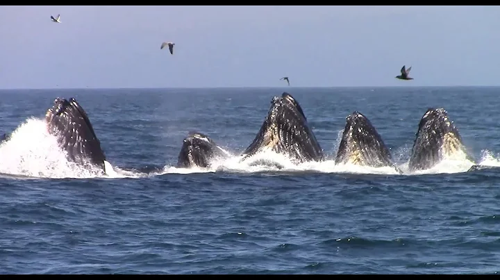 Best of Whale Watching, Monterey California as of ...