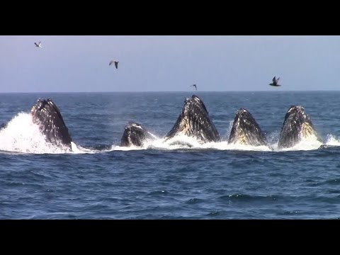 Best of Whale Watching, Monterey California as of 7.16.2016
