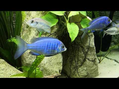 [840L] Haplochromis des grands lacs Africains (Malawi / Tanganyika / Victoria)