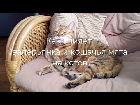 Как влияет валерьянка и кошачья мята на котов