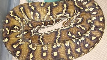 Angolan Pythons