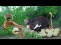 Use means with monkeys To deceive the ostrich - Cook Oatmeal Eggs for Monkeys to Eat