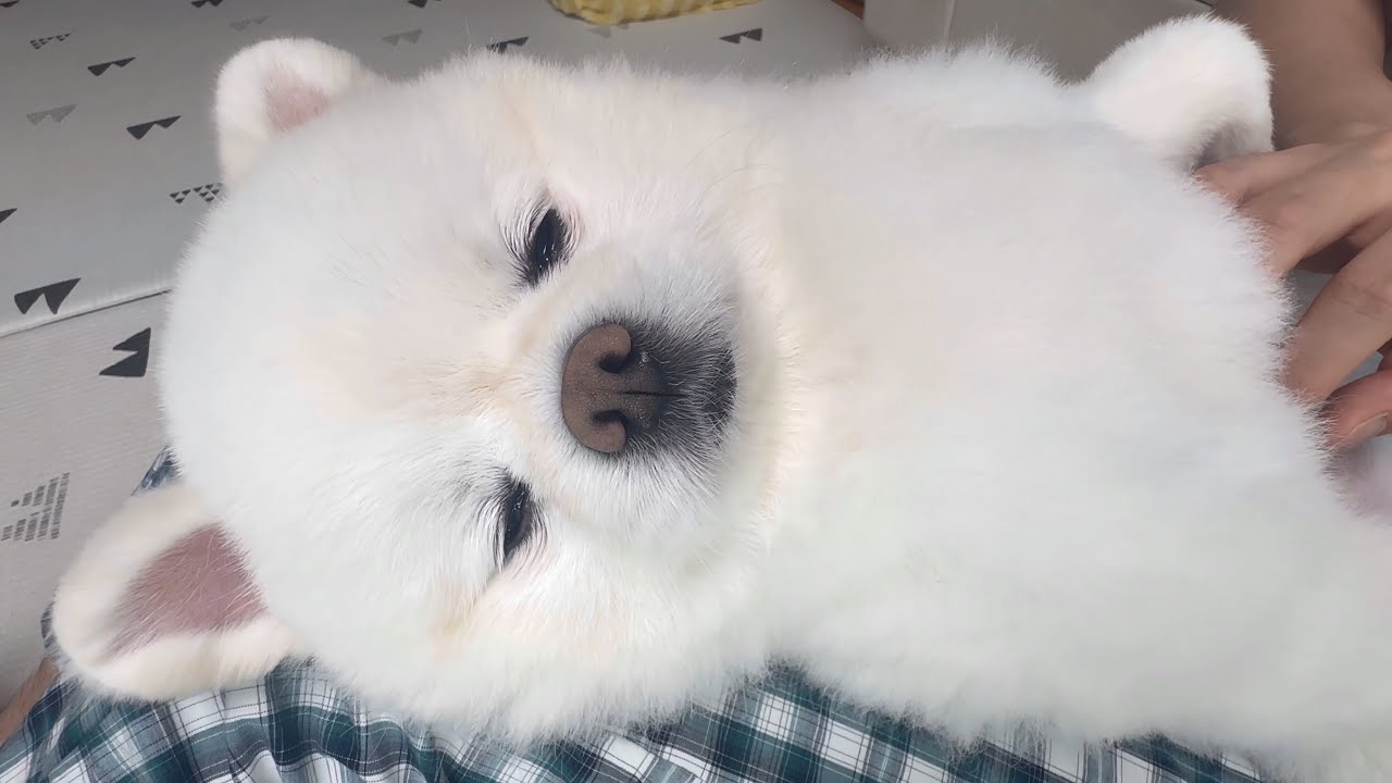 이젠 저도 얘가 곰인지 강아지인지 헷갈리네요..