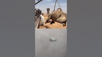 camel unloading 2022 | #shorts #camel2022 #akfunn #animals #camellife #camelloading