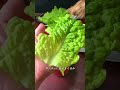 茄子とサンチュの相乗効果 #shorts