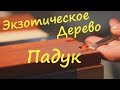 Древесина экзотического дерева Падук