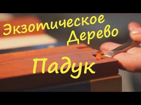 Бейне: Падук ағашы (11 сурет): африкалық ағаштың сипаттамасы, қасиеттері мен тығыздығы, падук шпон мен тақталар, түсі