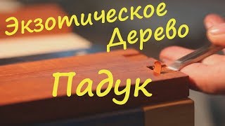 Древесина экзотического дерева Падук