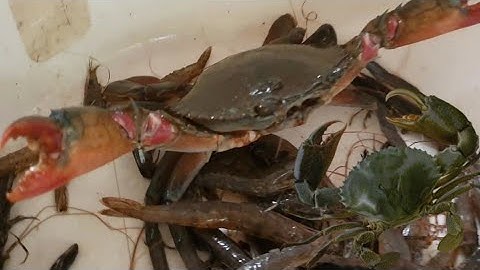 Bắt Cua Biển Cà Mau Trong Rừng PHÚ QUỐC và cái kết Bất Ngờ | Tuấn Vlog