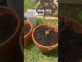 خاک اسیدی برای بلوبری عاشقان گیاهان اسیدی بلوبری گل درختی باغبانی خانه داری