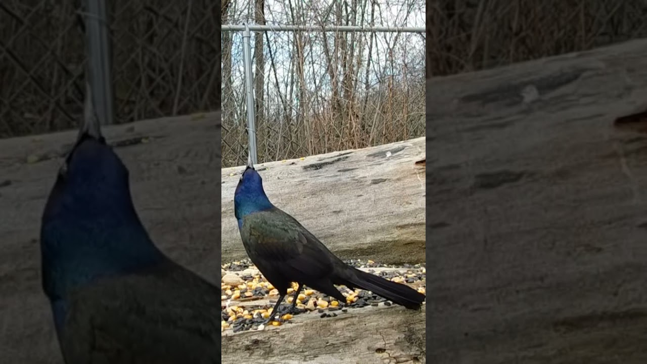 #shorts common grackle call