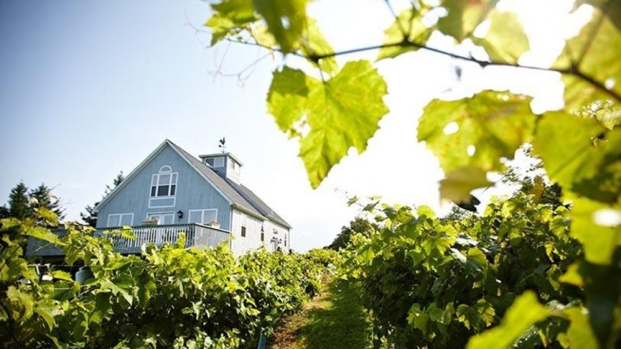 Connecticut Winery & Vineyard For Sale YouTube