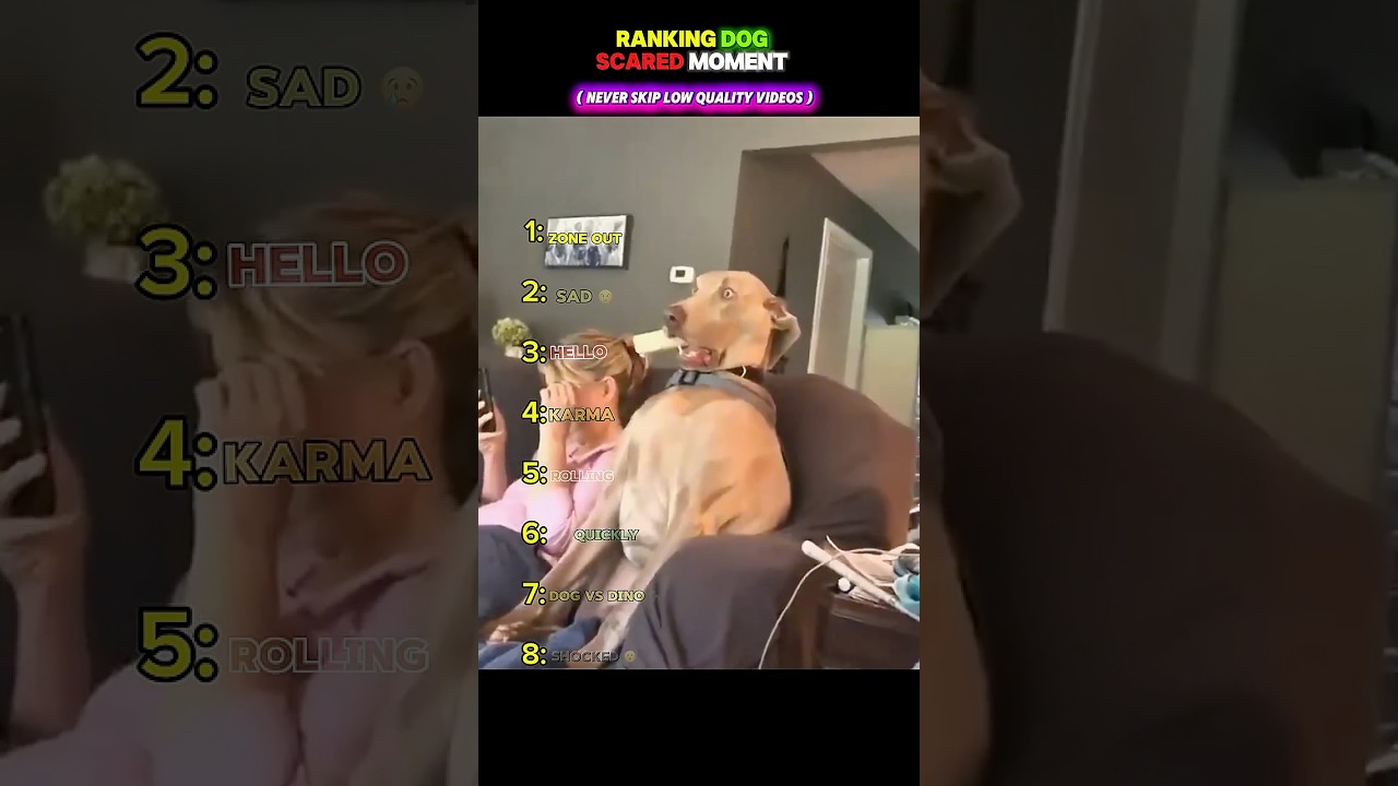 Ranking the Funniest Dog Scared Moments😂