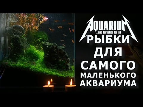 Видео: Лучшая рыба для маленького аквариума