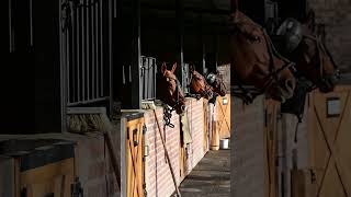 Todo listo...Mañana comienza la temporada 2023 de Polo y ahí estaremos cubriendo todos los partidos