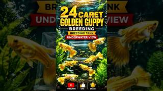 24K Golden Guppy 😍 Underwater Breeding View 🐠 #guppy #fish #aquarium #shorts #viralshortvideo #viral