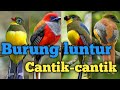 4 jenis burung cantik dan langka dari keluarga trogonidae