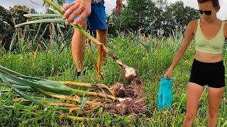 One Of My Favorite Vegetables To Harvest