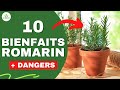 Tout savoir sur le romarin ses bienfaits et dangers cachs pour la sant