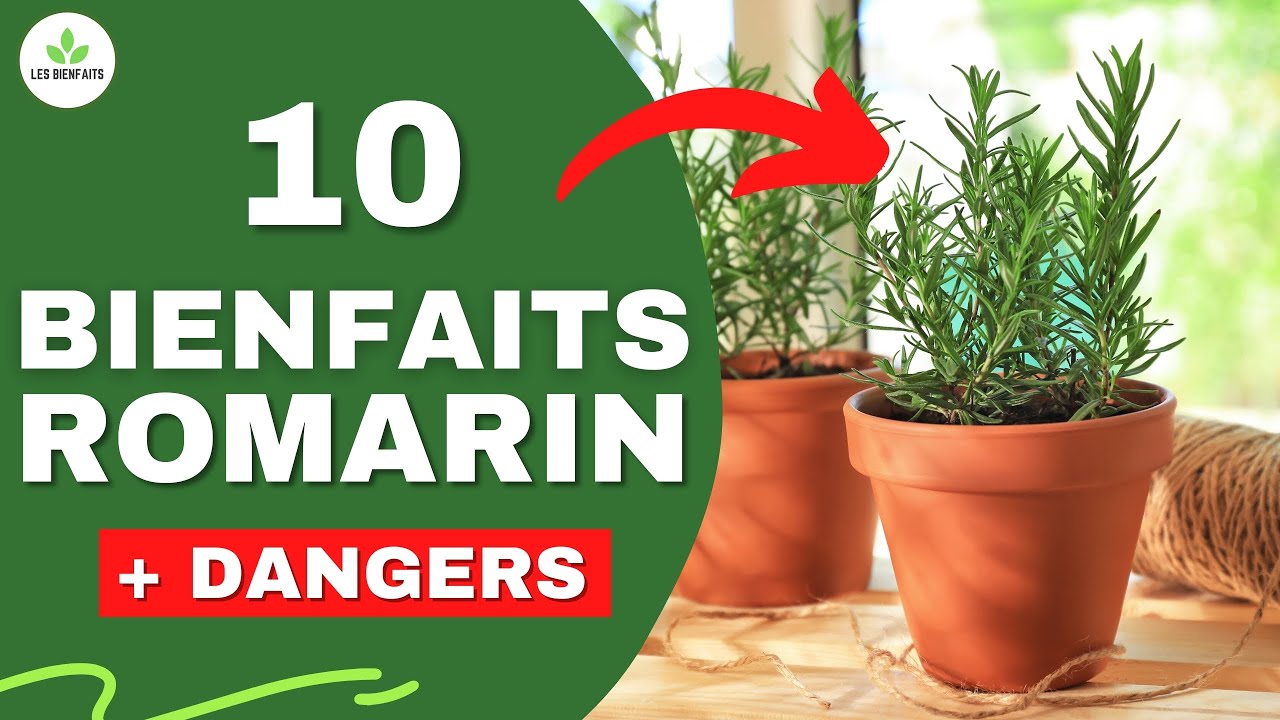 TOUT SAVOIR SUR LE ROMARIN (ses bienfaits et dangers cachés pour la santé)