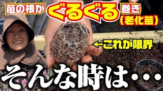 ファング　抜き苗　焼けあります。 ファング 抜き苗 焼けあります。 5/21 苗 焼けちゃったよぉぉ：お米と