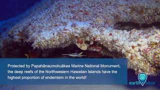 Endemism In Papahānaumokuākea Marine National Monument
