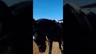 Denizli At Çiftliği Çok Akıllı