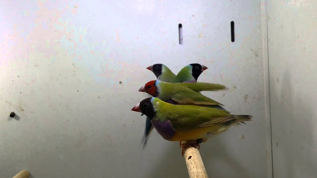 Cinnamon gouldian finches 