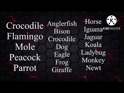 Animal real Mystery Credits