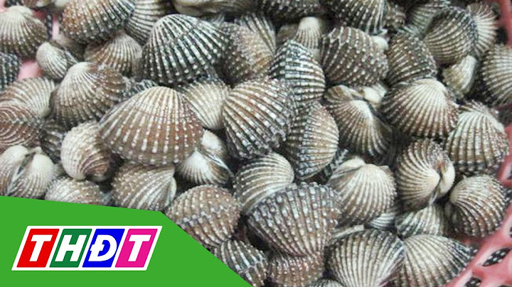 Giá sò huyết bao nhiêu tiền 1kg năm 2024