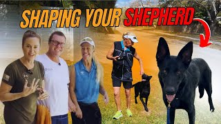 Shaping Your Shepherd #dogtraining #dog #puppy #gsd #germanshepherd #germanshepherddog #veteran