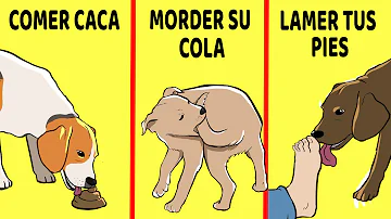 ¿Los perros hacen caca mientras duermen?