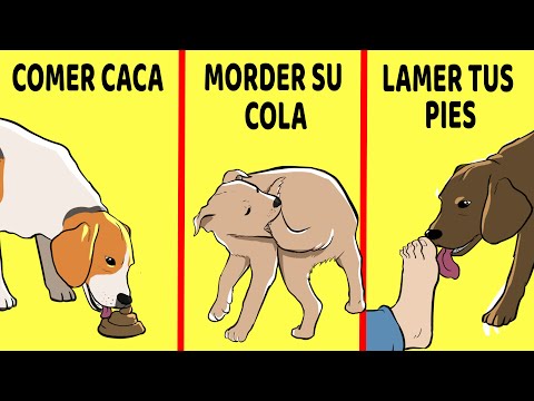 Video: 5 conductas extrañas del perro explicadas