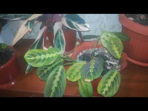 Мои марантовые. Обзор