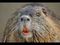 Нутрия/Nutria