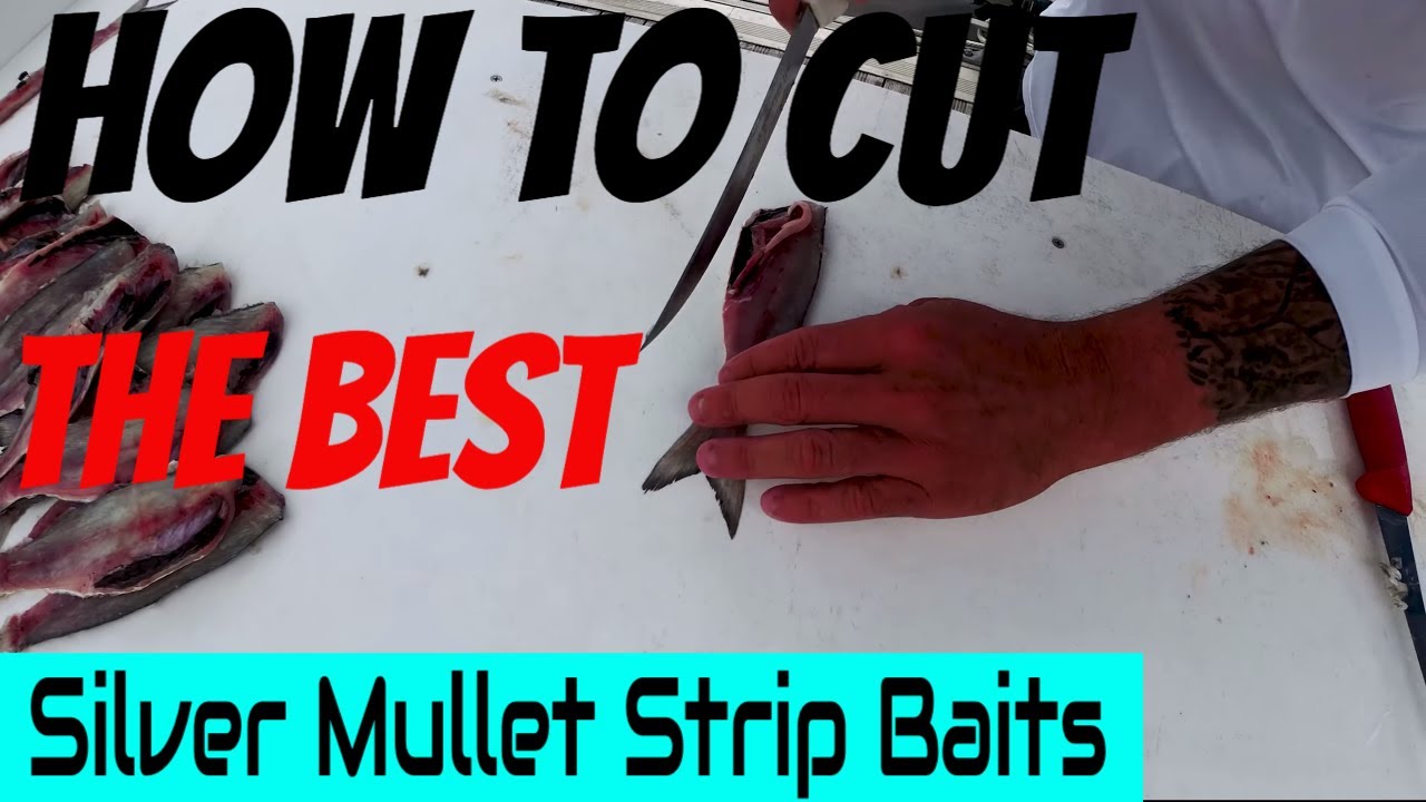 How to Cut the BEST STRIP BAITS from SILVER MULLET for Saltwater Fishing in South Florida