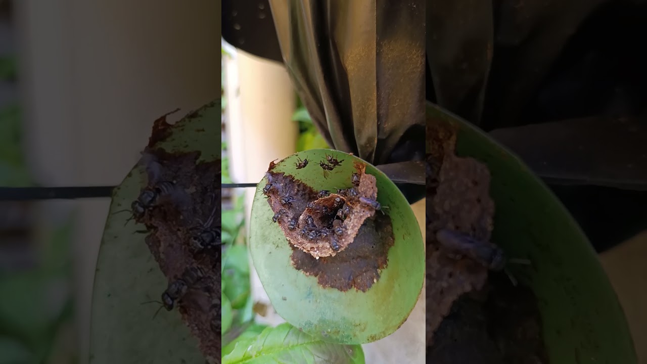 Abelha Tubuna Entrando com MUITO Pólen! 🐝🌼🔥