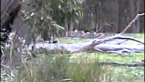 Bird Vs Snake Fight ! Part Two...Currawong returns to harras Snake.