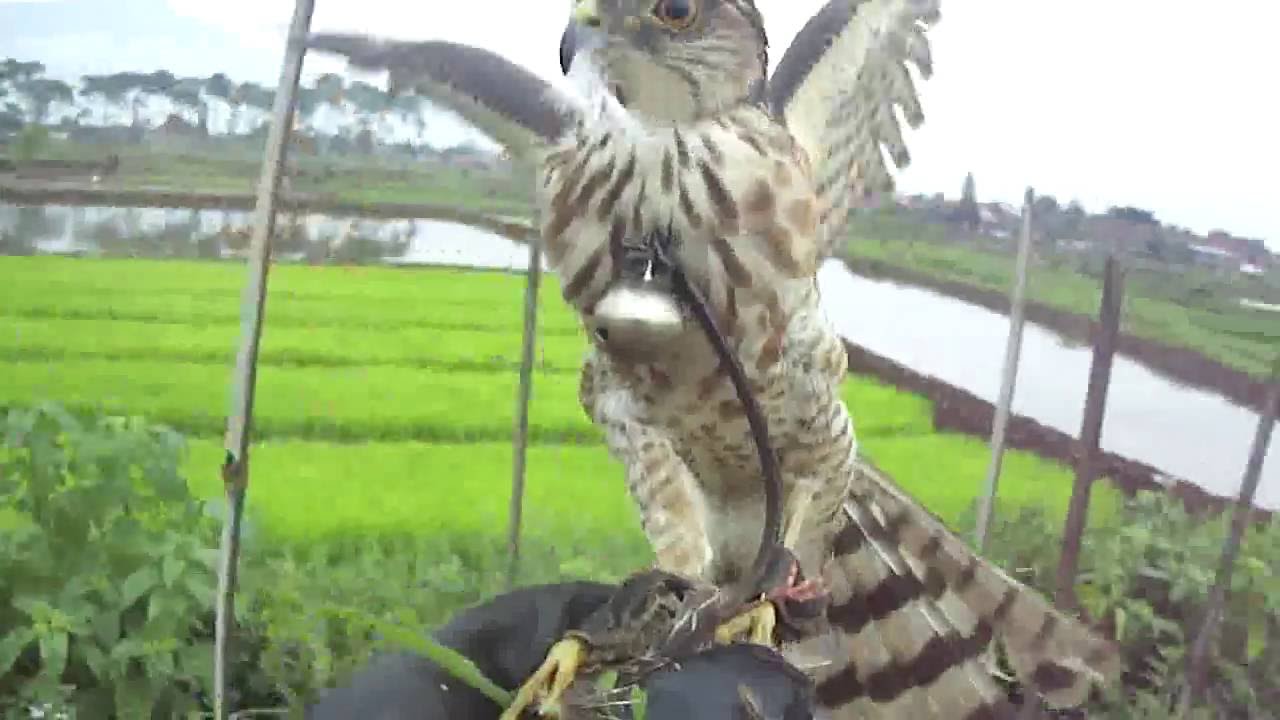 falconry japanese sparrowhawk hunting in indonesia 