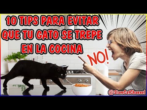 Video: Cómo Hacer Que Un Gato Deje De Dormir En La Mesa De La Cocina