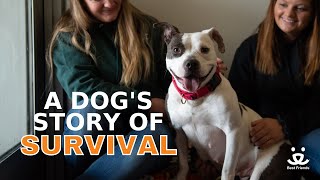 Bella the survivor dog arrives at Best Friends Animal Sanctuary's Dogtown